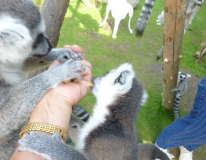 Lemurer i handen