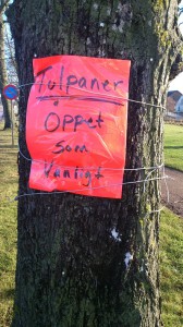 Tulpaner öppet som vanligt